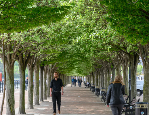 How trees help to manage urban stormwater